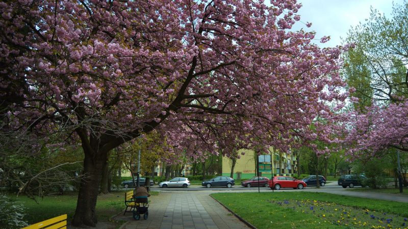 młoda matka na spacerze z wózkiem w maj w parku - pięknie kwitnące drzewo